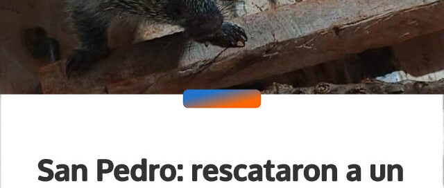 San Pedro: rescataron a un coendú que deambulaba desorientado en plena zona urbana